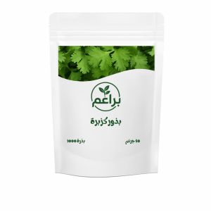 بذور كزبرة للزراعة المنزلية 