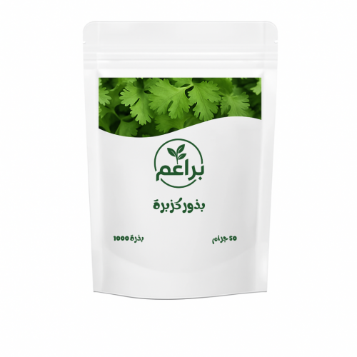 بذور كزبرة للزراعة المنزلية 
